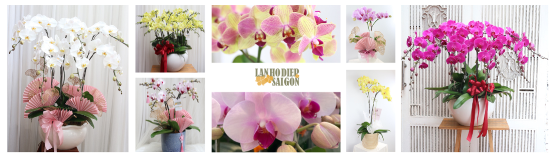 Lan Hồ Điệp Sài Gòn