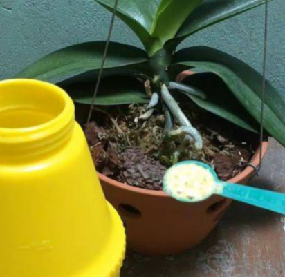 Bón phân cho lan hồ điệp