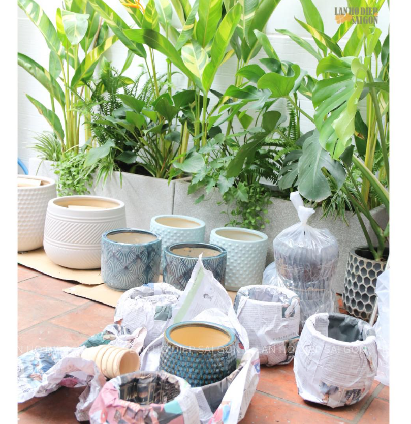 Kỹ thuật ghép chậu lan hồ điệp