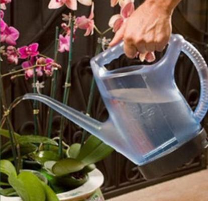 Tưới nước cho lan hồ điệp