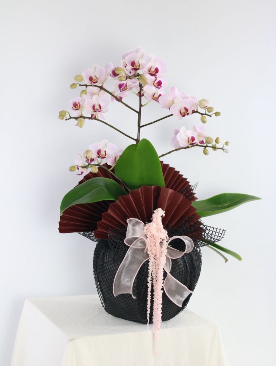 lan-ho-diep-mini-hong-phan