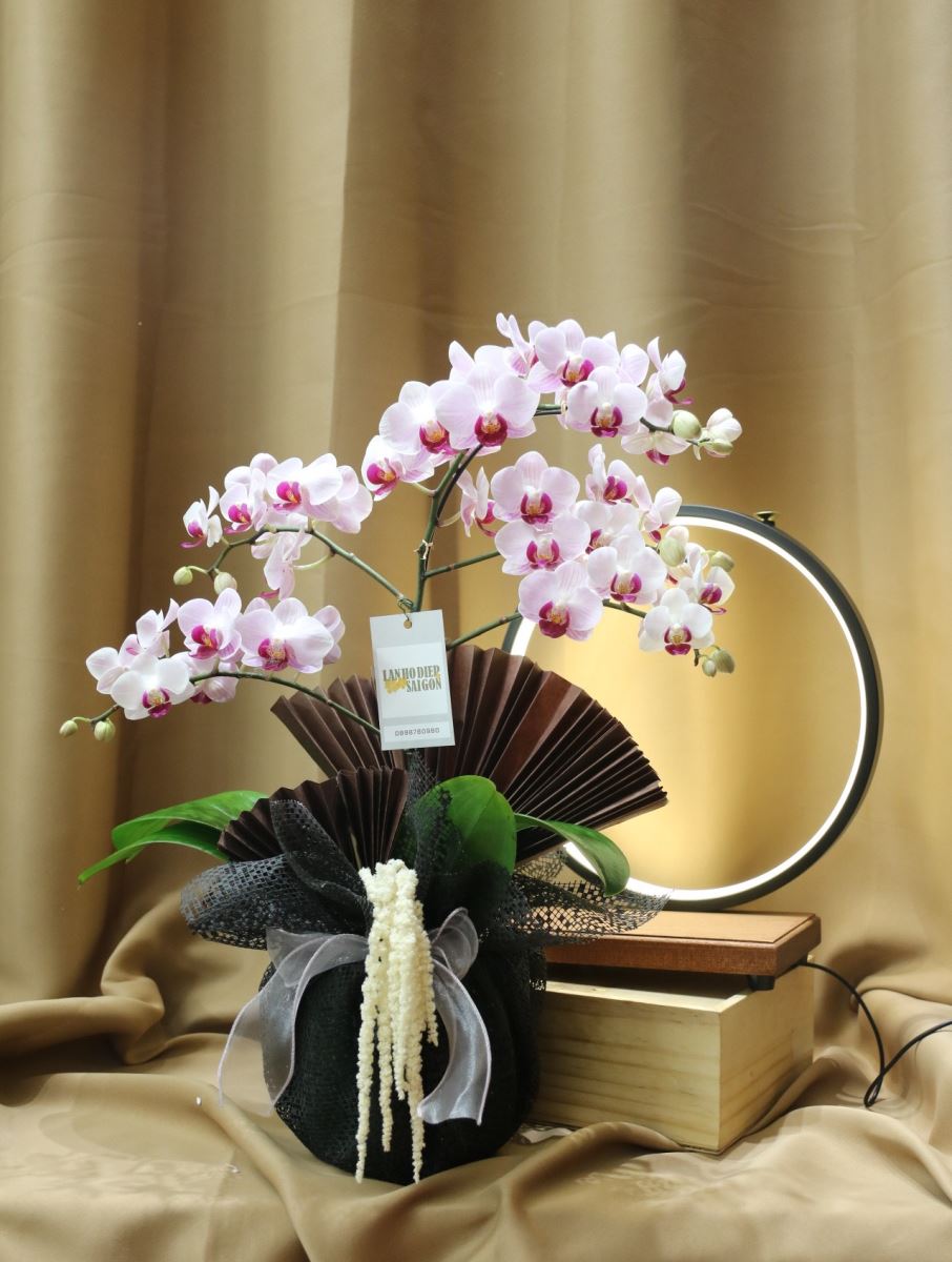 lan-ho-diep-mini-sang-trong