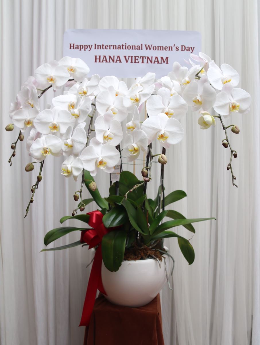 lan-ho-diep-trang-5-canh