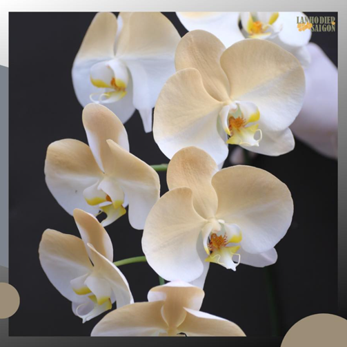  lan nở ngay Tết nguyên đán