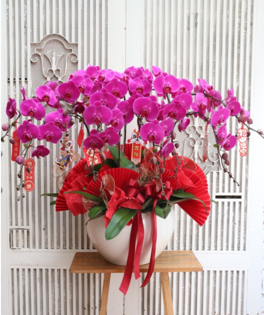 lan hồ điệp chơi Tết đẹp và chất lượng