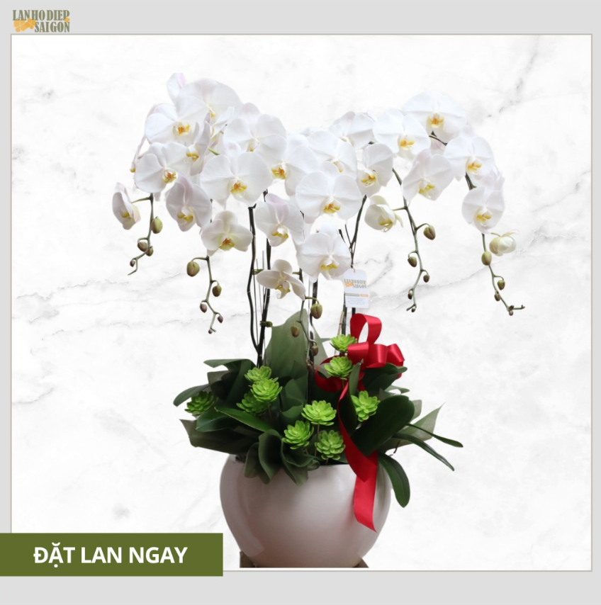 ý nghĩa lan tặng mẹ 3