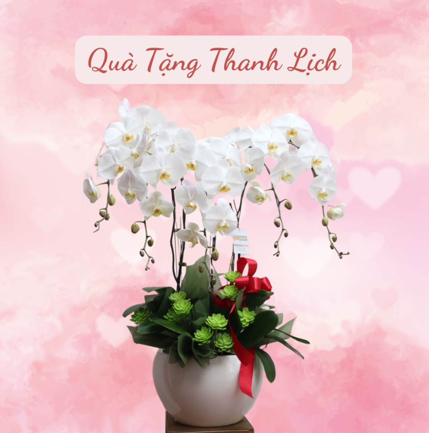 lan hồ điệp tặng doanh nghiệp 1