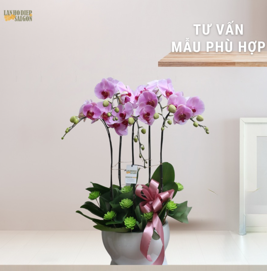 lan hồ điệp tặng doanh nghiệp 3