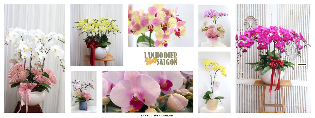 nen chon lan tang tan gia 3