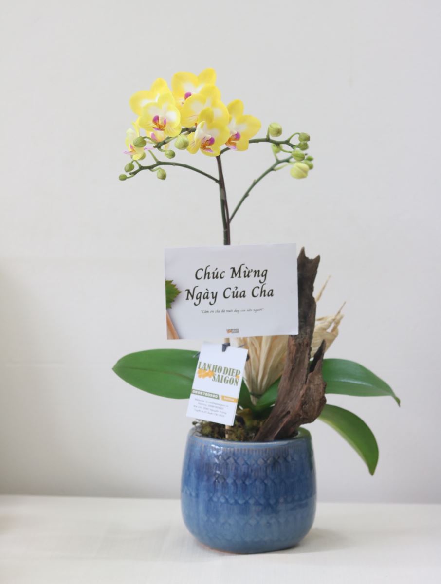 chau-lan-tang-cha