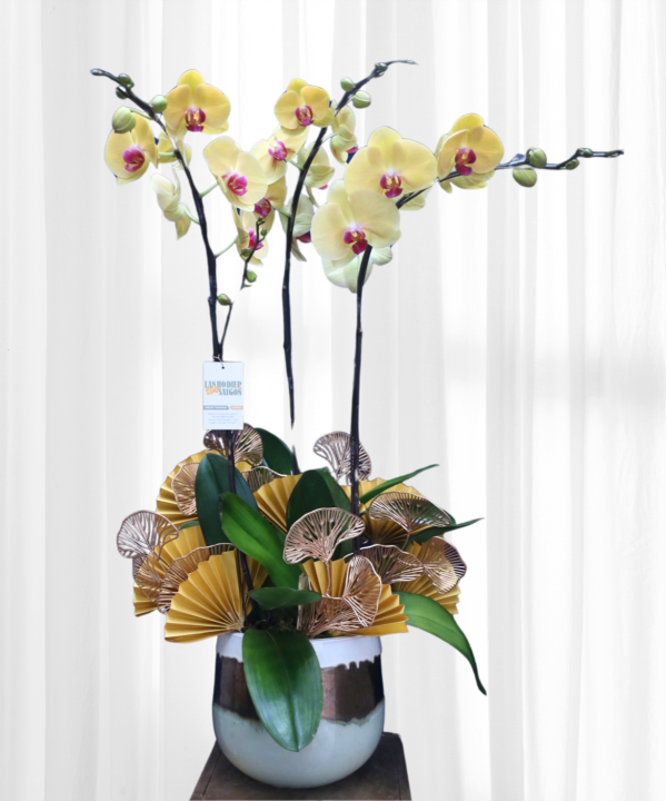 Chậu 3 cành vàng may mắn