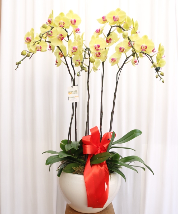 Chậu 5 cành vàng thịnh vượng