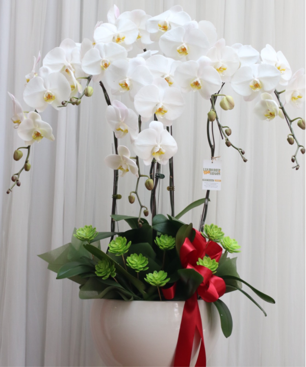 Chậu lan trắng decor dịu mát cho mùa hè