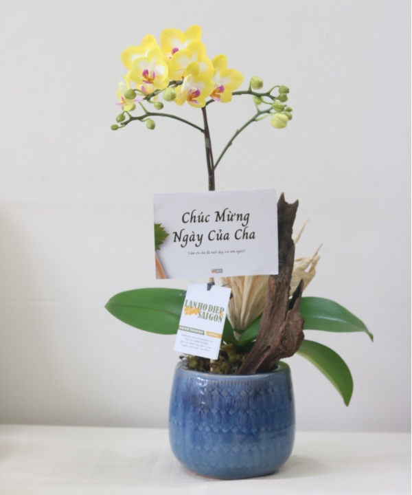 Chậu lan vàng chúc mừng ngày của cha