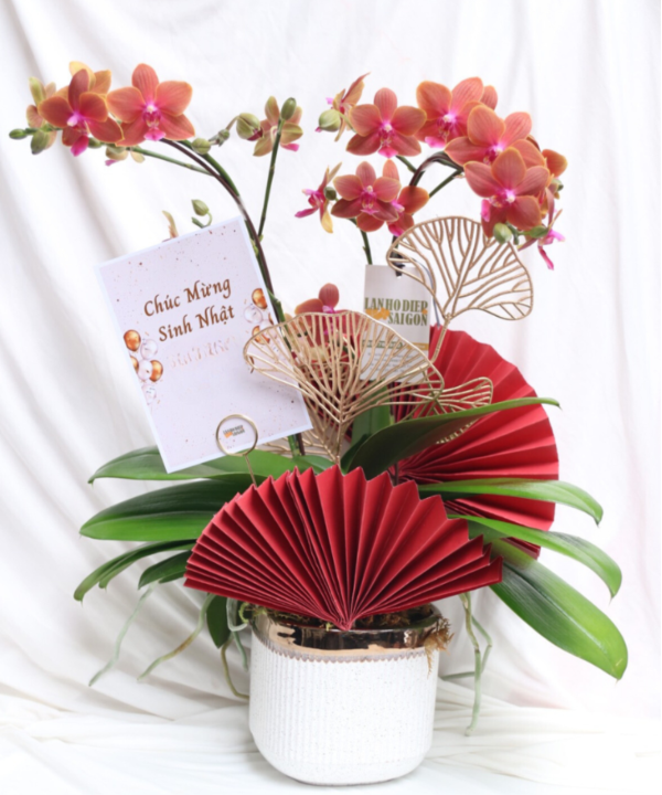 Lan 2 cành xinh xắn 