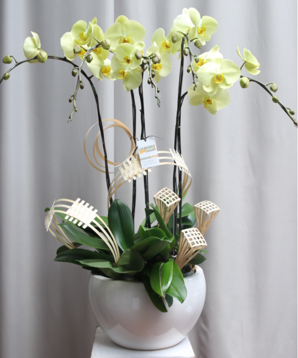 Lan 5 cành đẹp nhẹ nhàng