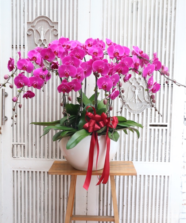 Lan tím 10 cành đầy đặn