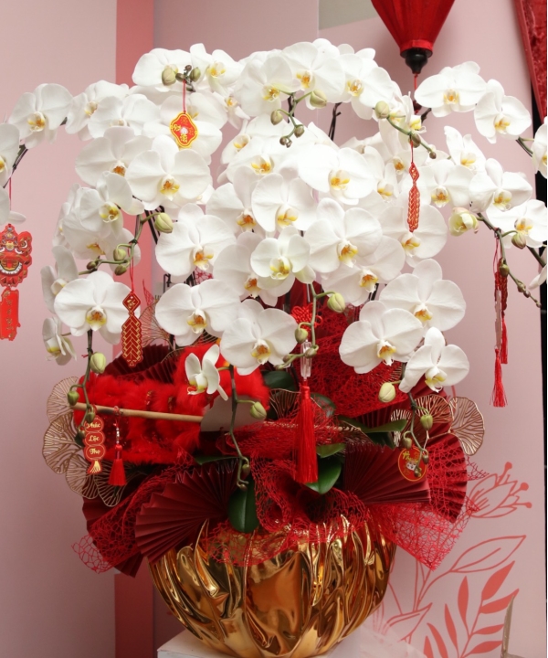 Lan trắng 12 cành sung túc 