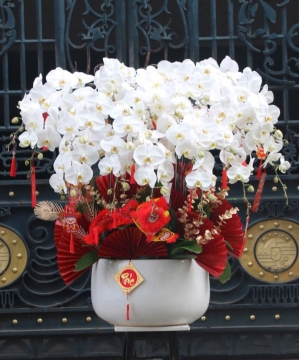 Chậu lan 20 cành trắng ấn tượng 